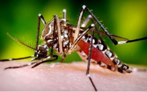 Dengue yatikisa tena Dsm na Tanga,307 wathibitishwa kuambukizwa ITV ... wife hq image Dengue yatikisa tena Dsm na Tanga,307 wathibitishwa kuambukizwa ITV ...